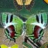 Juego online Hidden 120 Butterflies 2