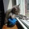 Juego online Sniper Kitty