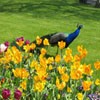 Juego online Jigsaw: Flowers And Peacock