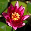 Juego online Jigsaw: Pink Water Lily