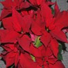 Juego online Jigsaw: Poinsettia