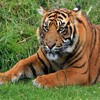 Juego online Jigsaw: Tiger Portrait