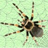 Juego online Spider TD Juego online Spider TD